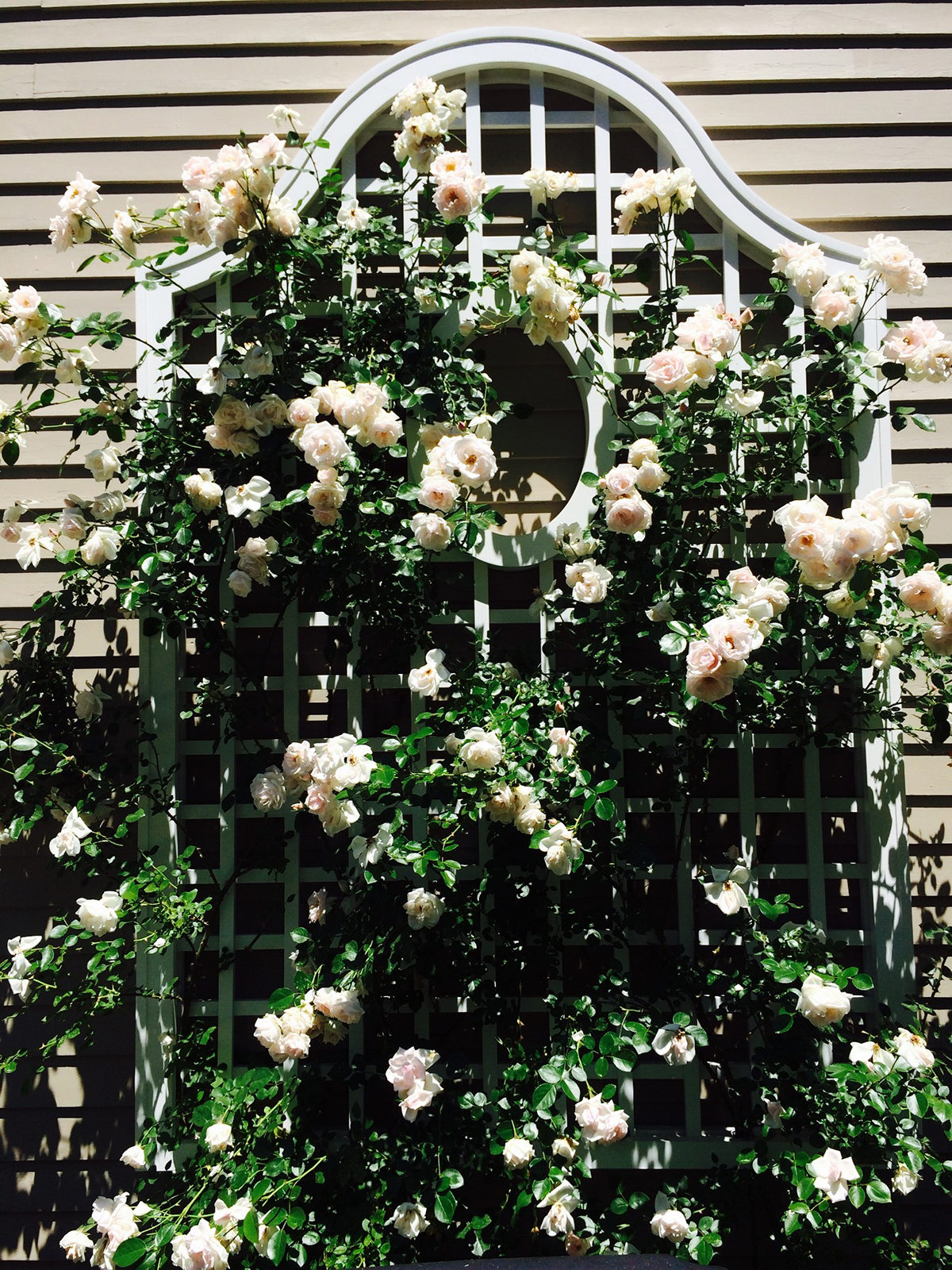 11 Wood Street Rose Trellis