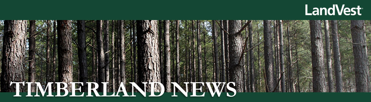 TimberlandNewsbanner