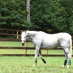 Grazing horse. 76 Surrey Lane