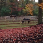 Peaceful grazing. 76 Surrey Lane