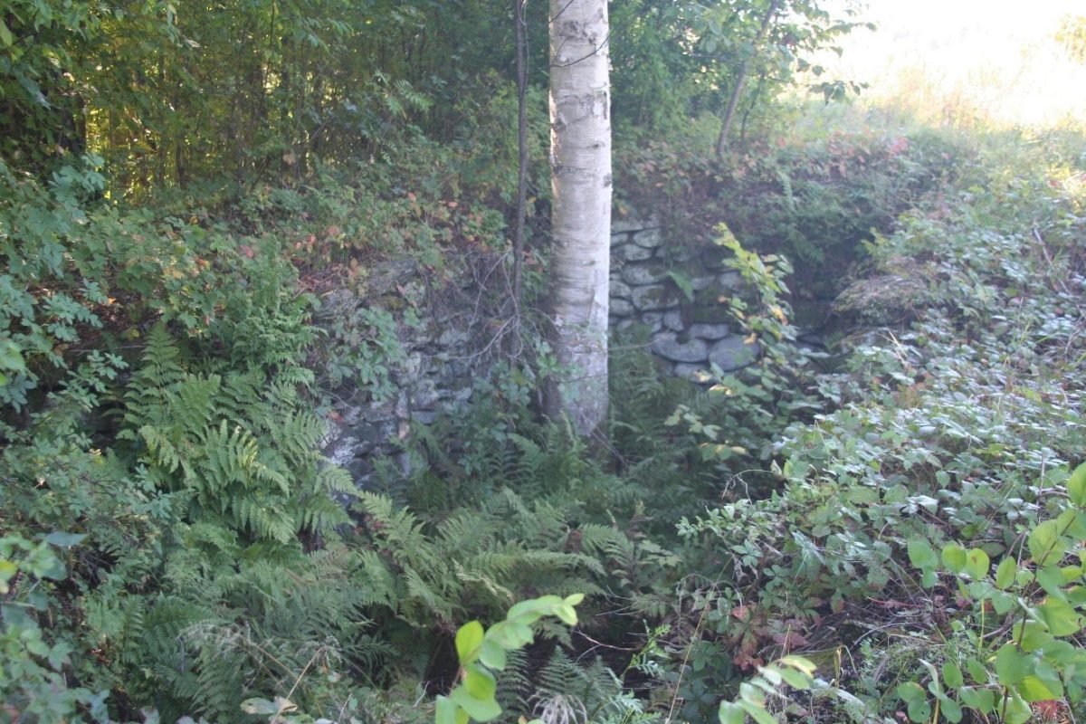 Woods, Sweet Farm, Johnson, Vermont