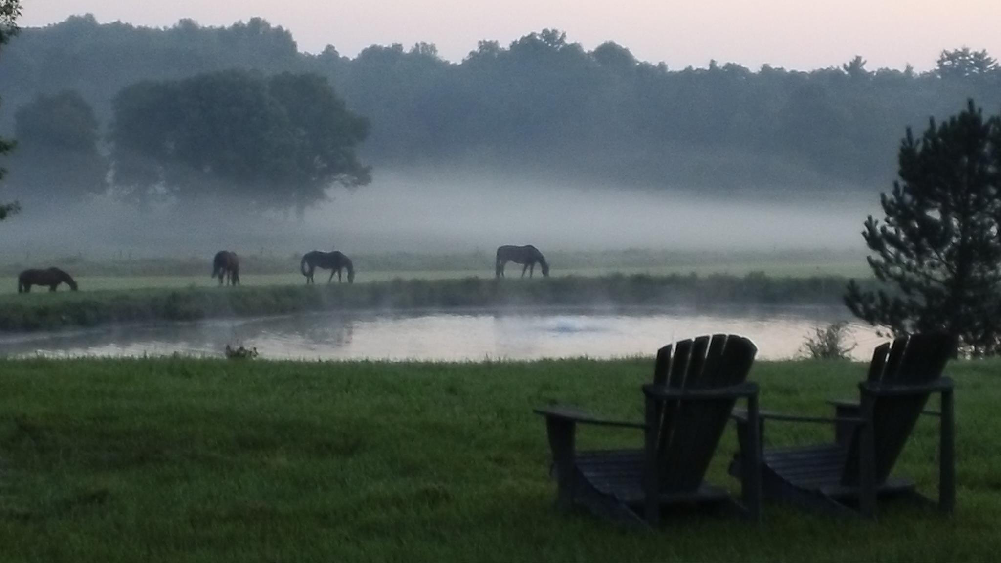 Asaph Drake horses