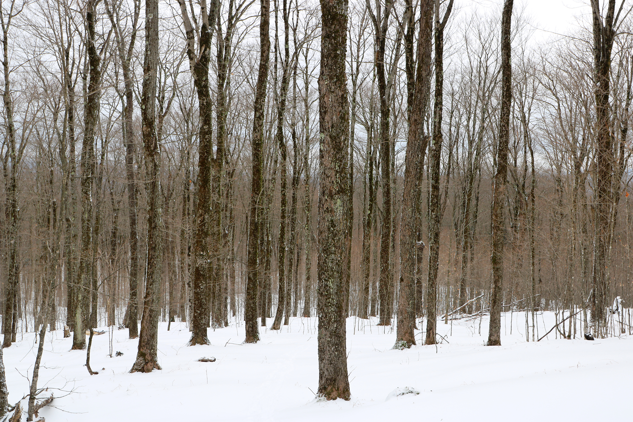 maple sugaring: VT0823