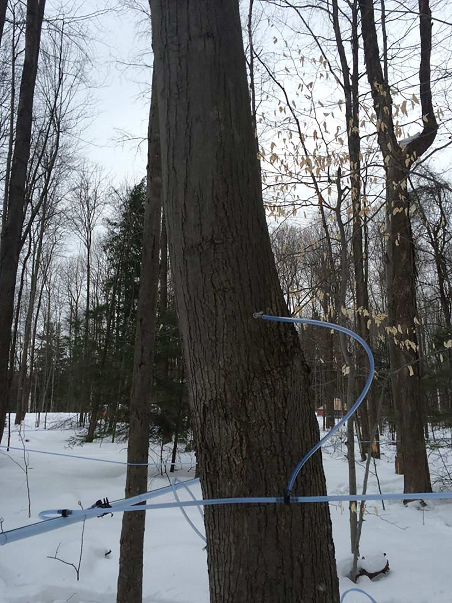maple sugaring: tap