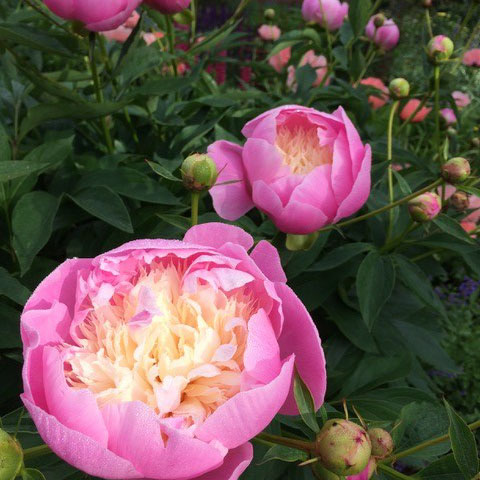 peonies New England Flower Wars - Bowl of Beauty
