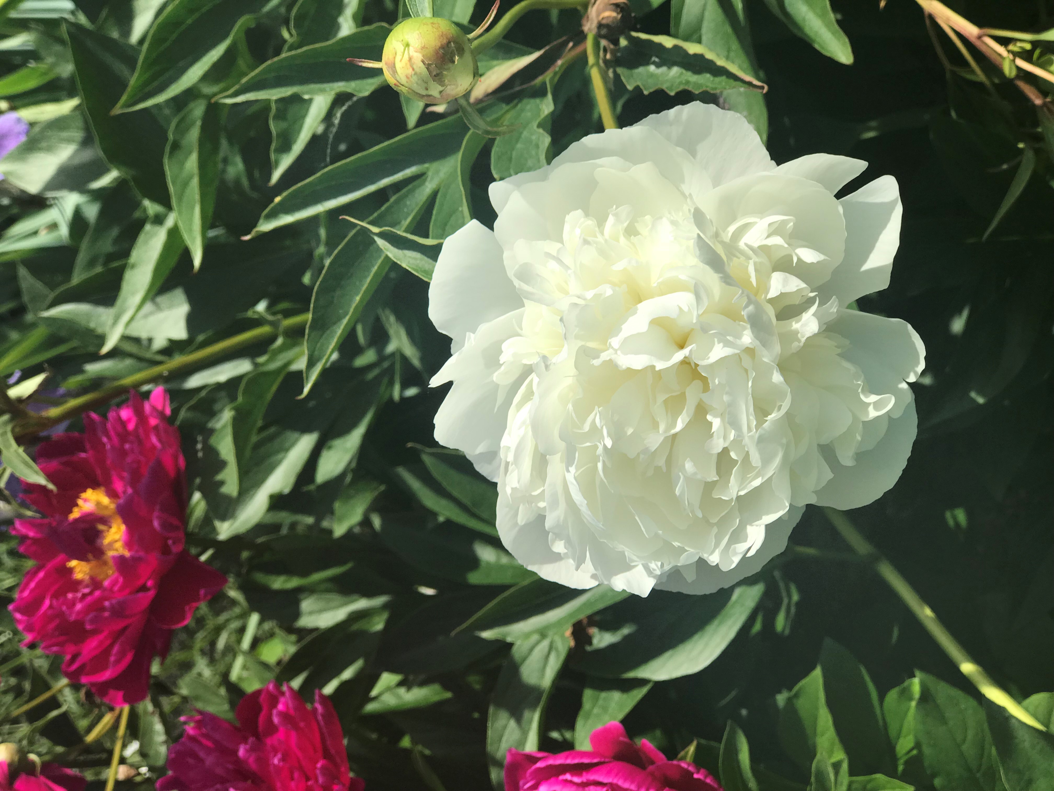 Peony - Duchesse de Nemours New England Flower Wars. Duchesse de Nemours
