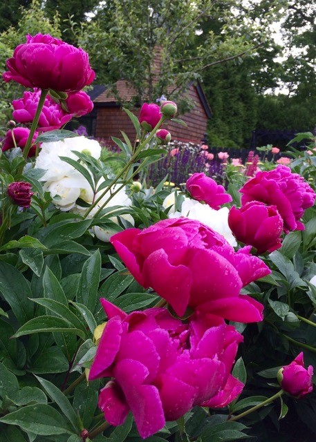 Peonies. Felix Crousse New England Flower Wars. Felix Crousse