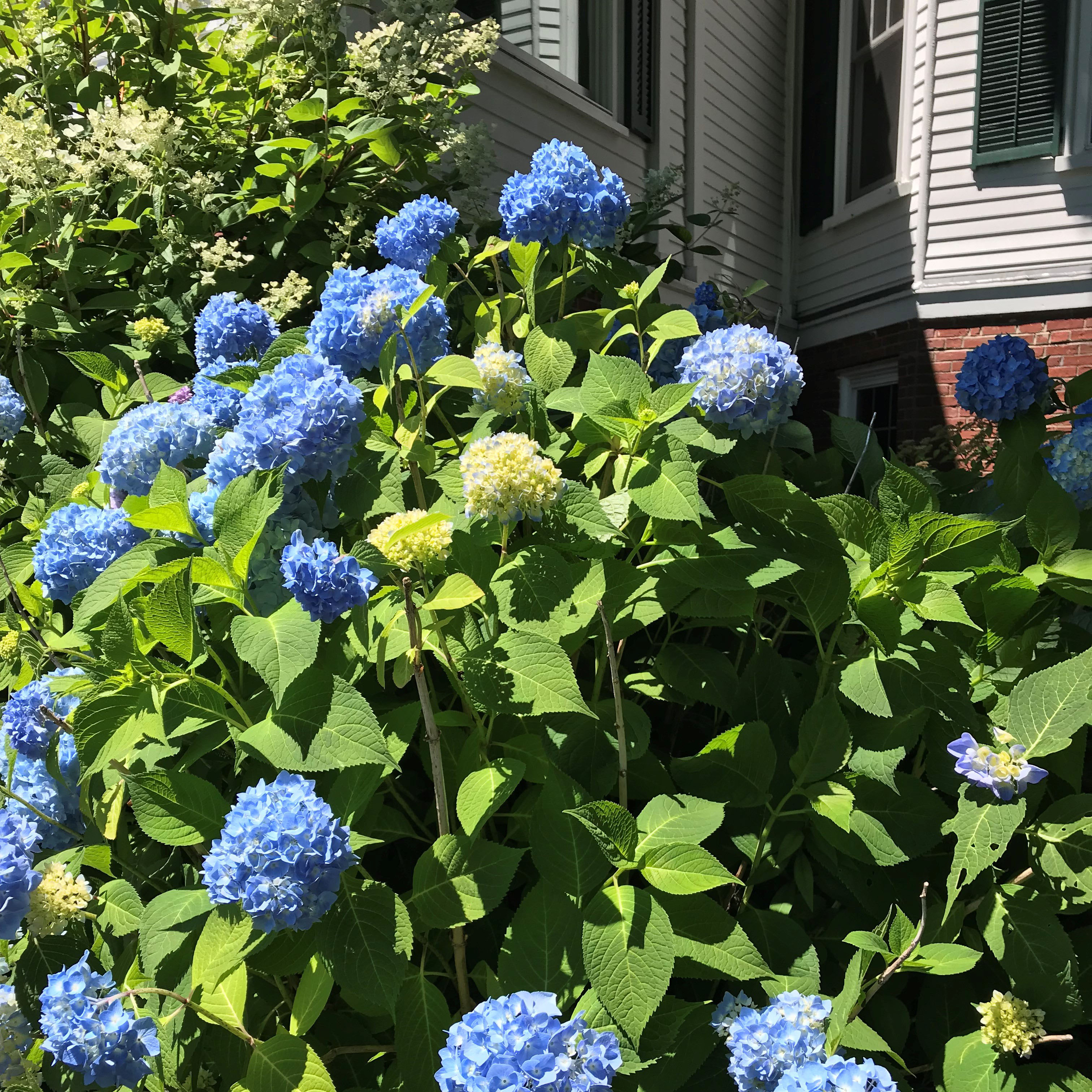 Hydrangea New England Flower Wars
