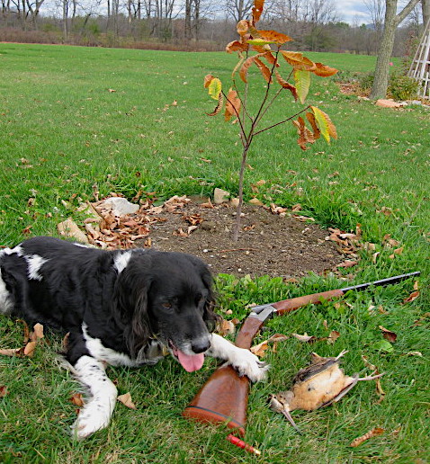 Hunting Upland Game In Vermont: And Other Notes From Twin View Farm
