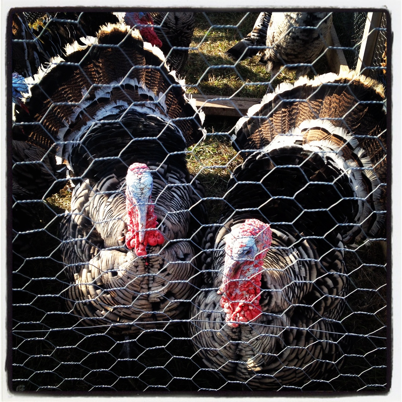 Best upland game in Vermont