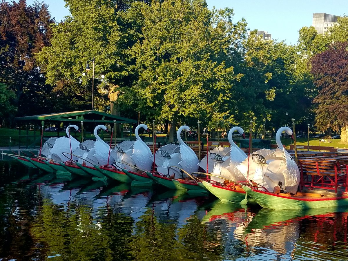 summer in the city. swan boats