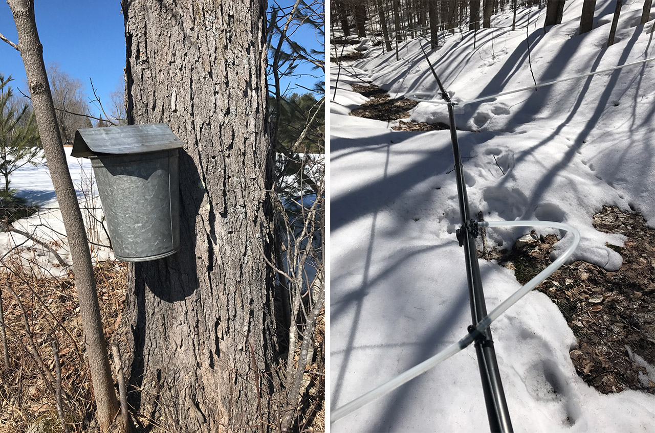Sap collection - the traditional and modern method sap collection for making maple syrup