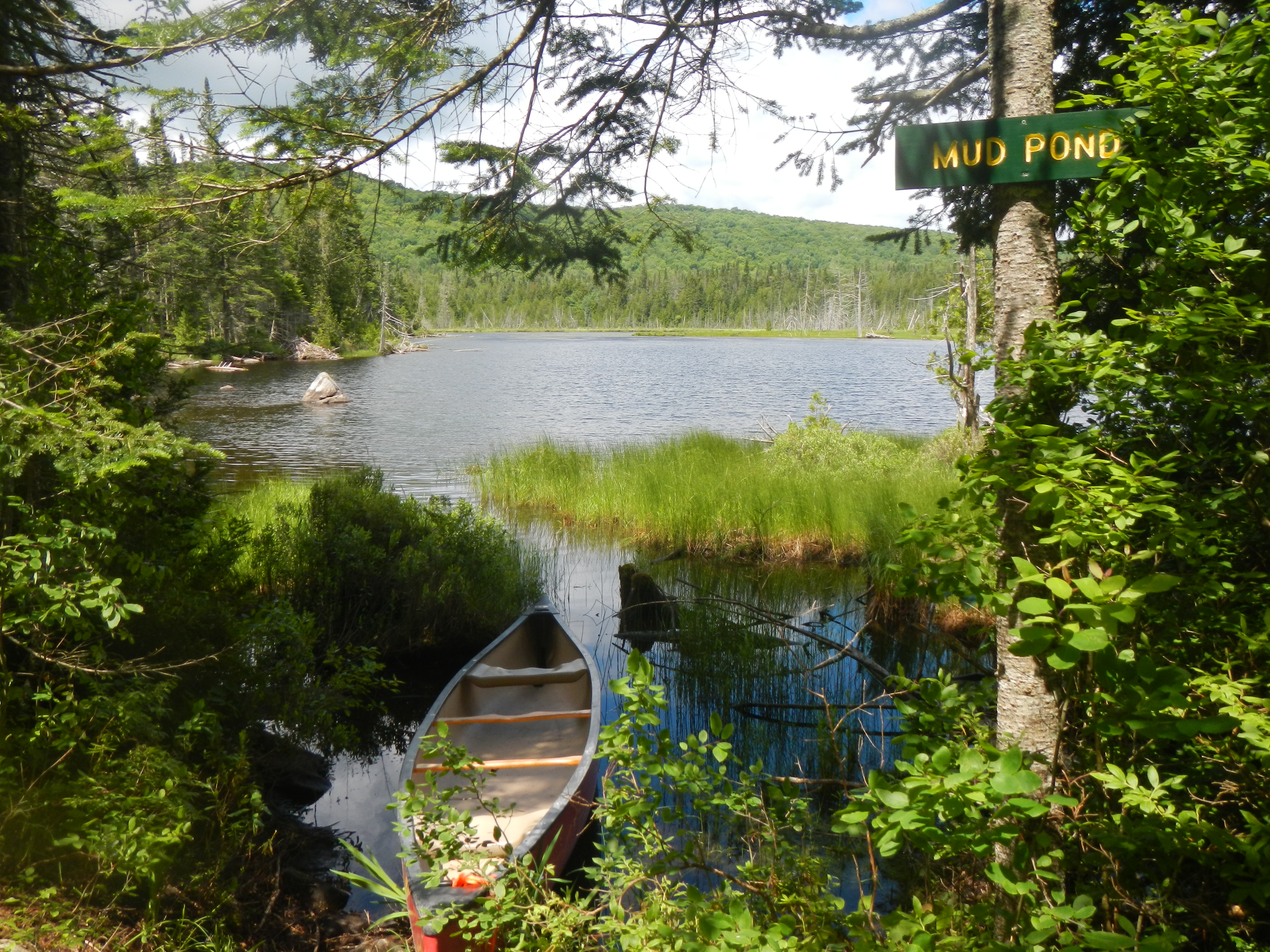 forest management