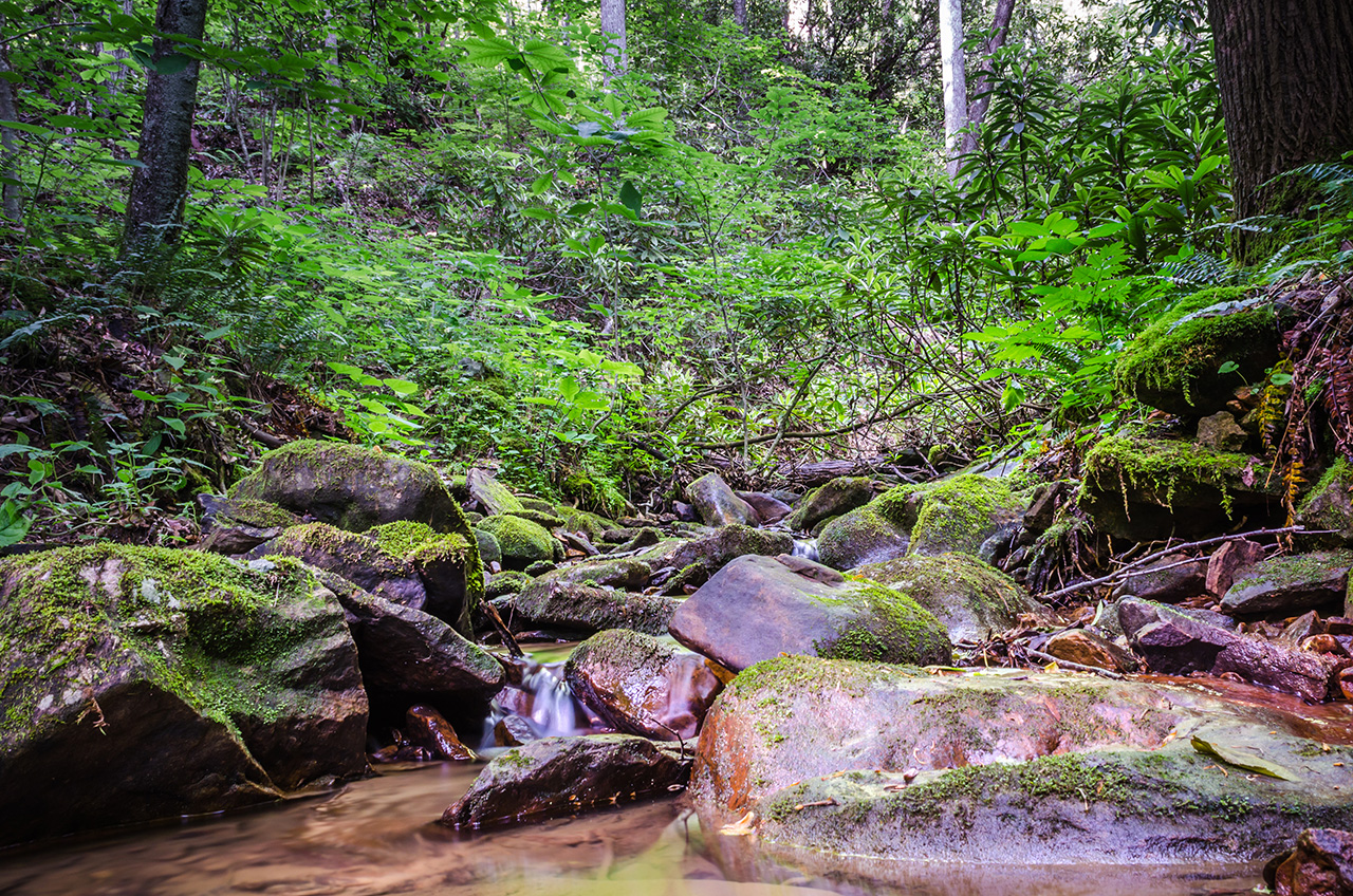 forest management LandVest - Straight Fork - Scott Co VA