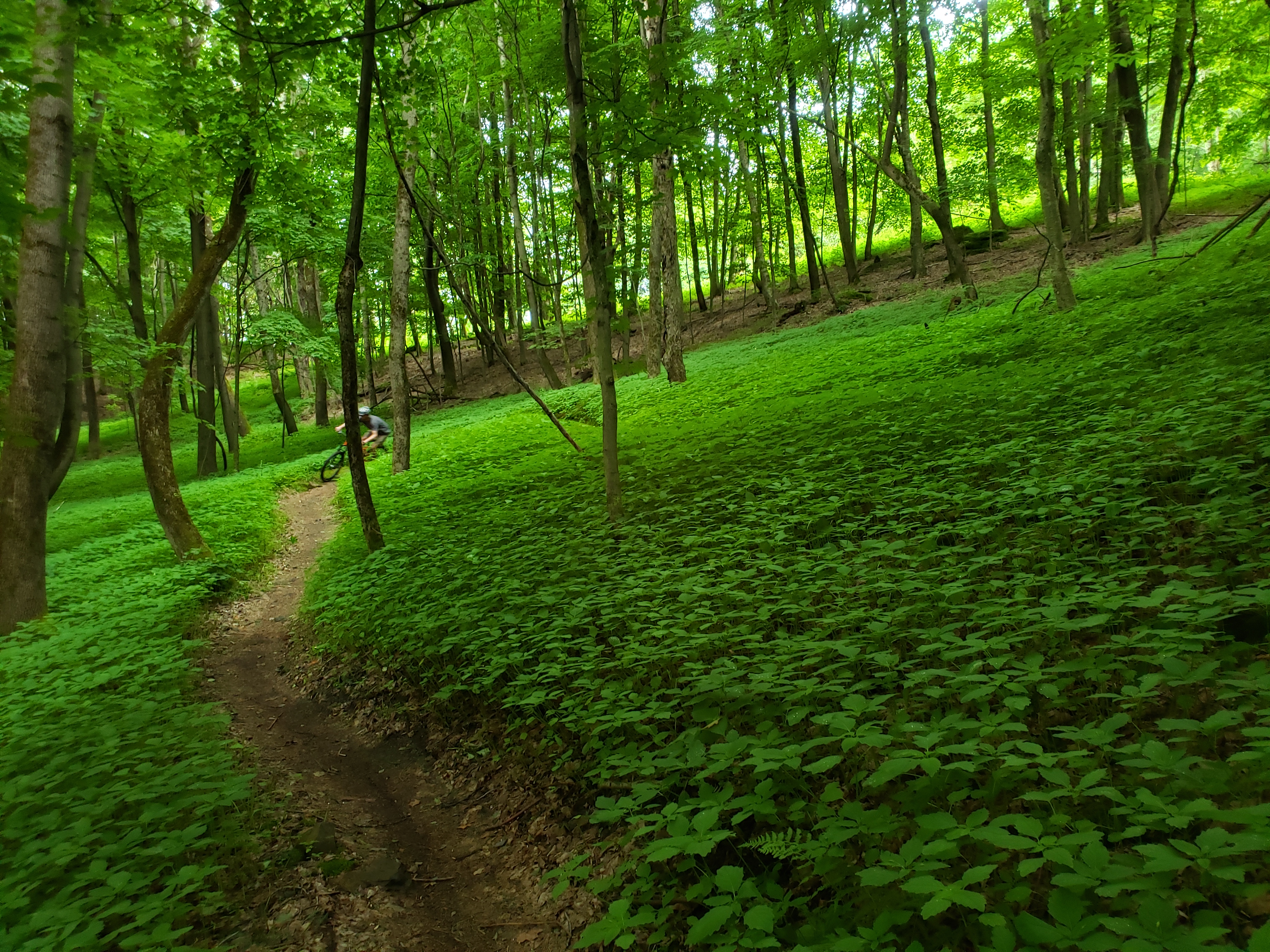 Concord - Mountain biking in Dorset
