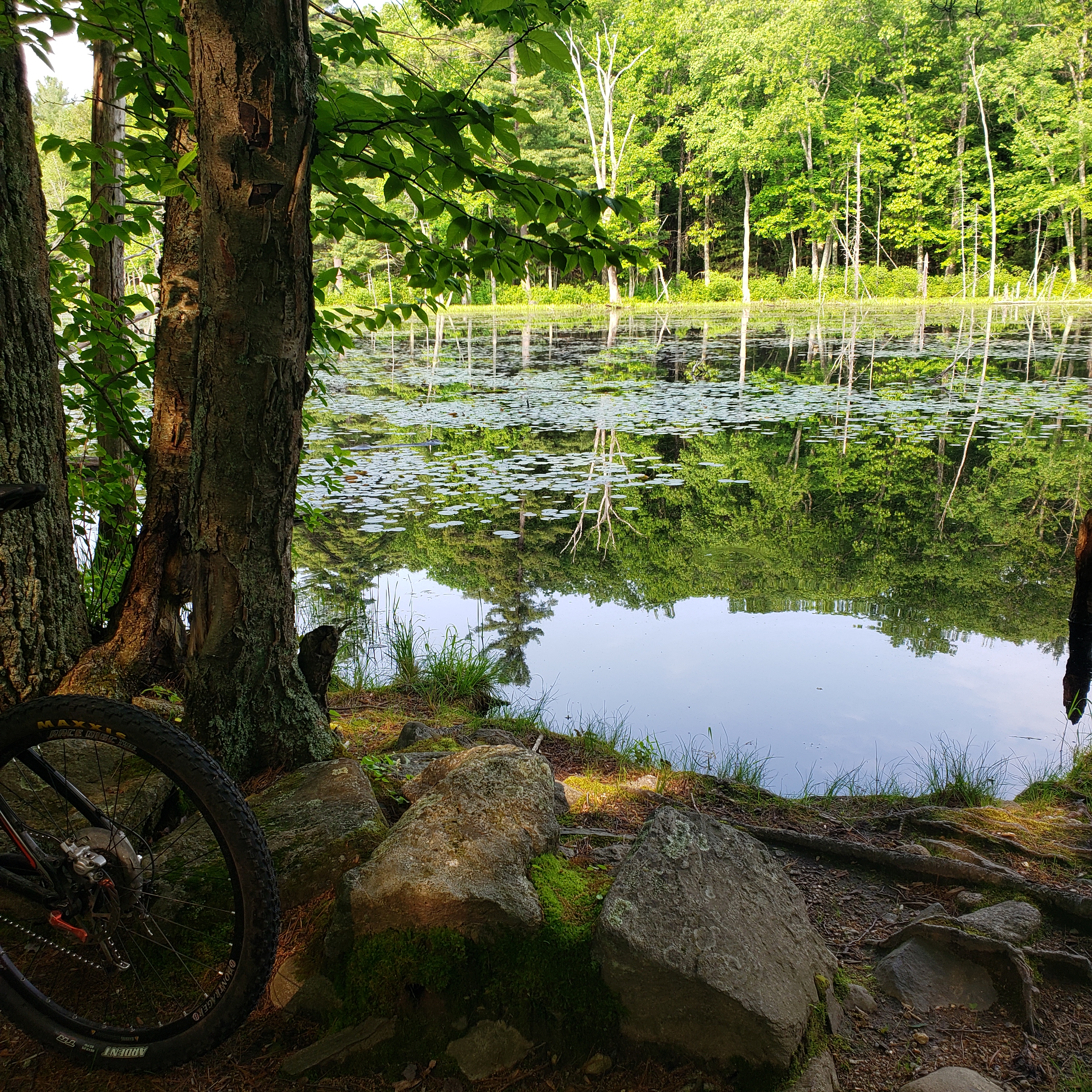 Concord - Mt biking Estabrook Woods