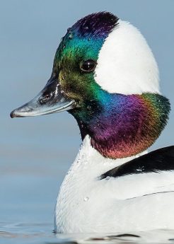 Bufflehead_CD